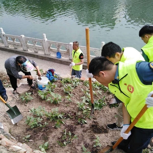 巢湖市交通运输局前往“联点共建”金码头 社区开展美化环境志愿服务活动