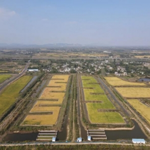 巢湖烔炀镇稻渔综合种养示范区的千亩有机稻开镰收割