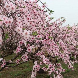 桃花依旧笑春风