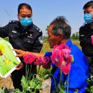 巢湖警方无人机一次出征 查获六起非法种植罂粟案