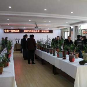 安徽省首次寒兰展在巢湖市社会组织创业园举行